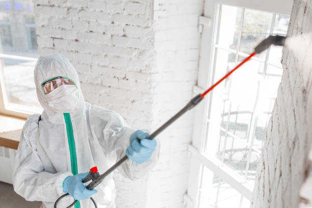Best Mold Damage Restoration  in Ocean Ridge, FL