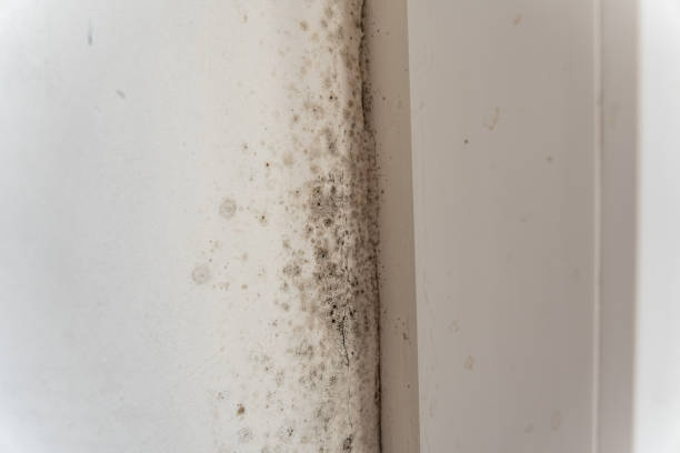 Best Comprehensive Air Testing for Mold Contaminants  in Ocean Ridge, FL