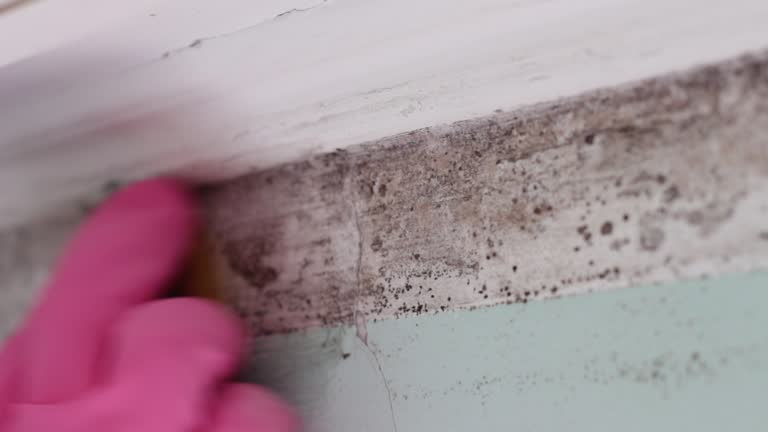 Trusted Ocean Ridge, FL Mold Removal Experts